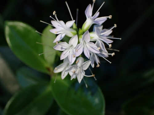 Veronica bollonsii