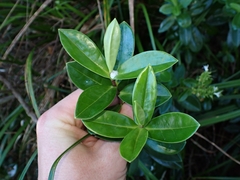 Veronica bollonsii, photograph (c) Oscar Dove, some rights reserved (CC BY)
