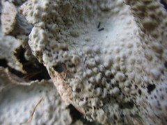 Lasallia