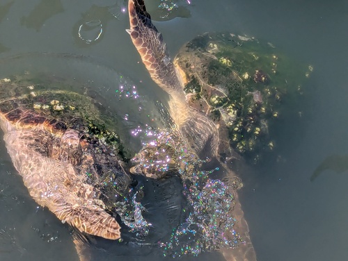 Loggerhead Sea Turtle