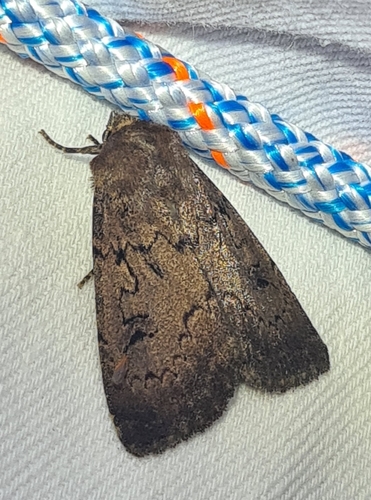 Graphiphora augur