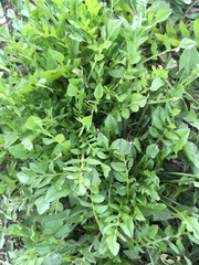 Capsella bursa-pastoris