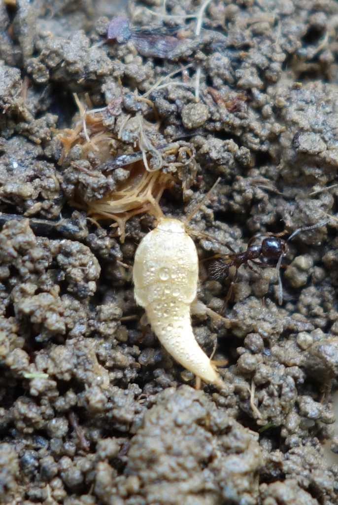 Golden Hairy Silverfish