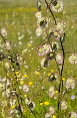 Thysanocarpus radians