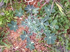 Lupinus subcarnosus