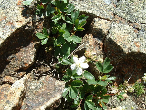 Sibbaldiopsis tridentata legacy iNaturalist observation