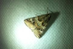 Drasteria ingeniculata