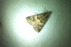 Drasteria ingeniculata