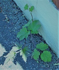 Eriocapitella × hybrida