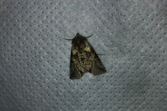 Abrostola microvalis