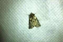 Abrostola microvalis