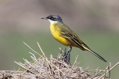 Motacilla flava iberiae