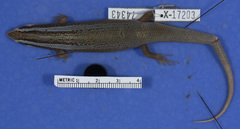 Anguilla Bank Skink photo 2
