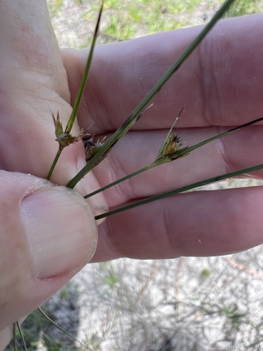 Scleria ciliata, 2026-06-29