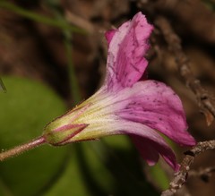 Oxalis bowiei