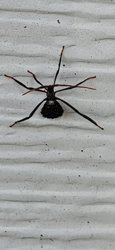 Giant leaf-footed bug photo 3
