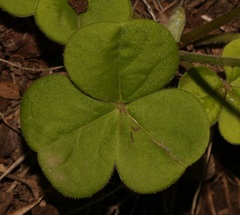 Oxalis bowiei