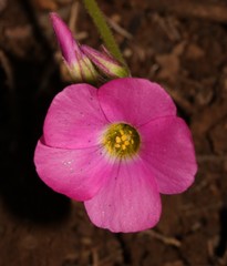Oxalis bowiei