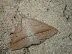 Petrophora chlorosata