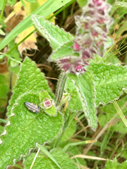 Stachys rigida quercetorum