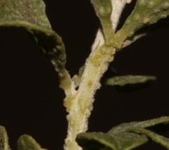 Psoralea velutina