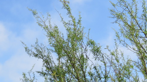 Lycium vimineum