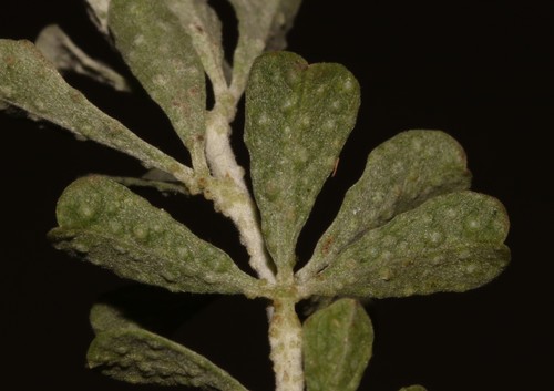 Image of Bigwort Dottypea (Psoralea velutina) by (c) Brian du Preez, some rights reserved (CC BY-SA)