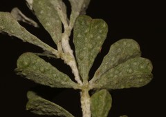 Psoralea velutina