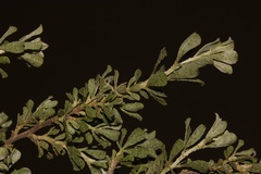 Psoralea velutina