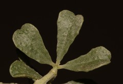 Psoralea velutina