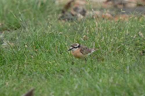 iNaturalist image