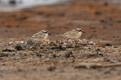iNaturalist image