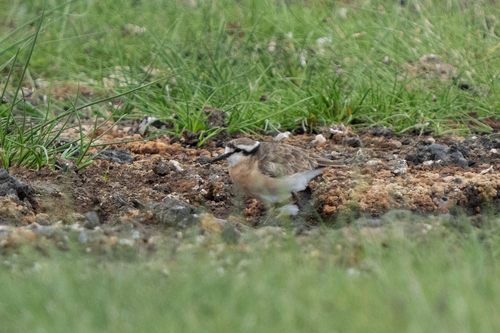 iNaturalist: (c) Roberto Corvino, some rights reserved (CC BY-NC), uploaded by Roberto Corvino iNaturalist image