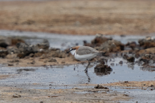 iNaturalist: (c) Roberto Corvino, some rights reserved (CC BY-NC), uploaded by Roberto Corvino iNaturalist image