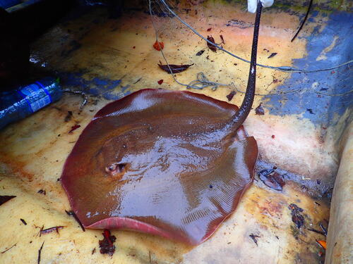 Thorny freshwater stingray (Fontitrygon ukpam) — Dasyatidae