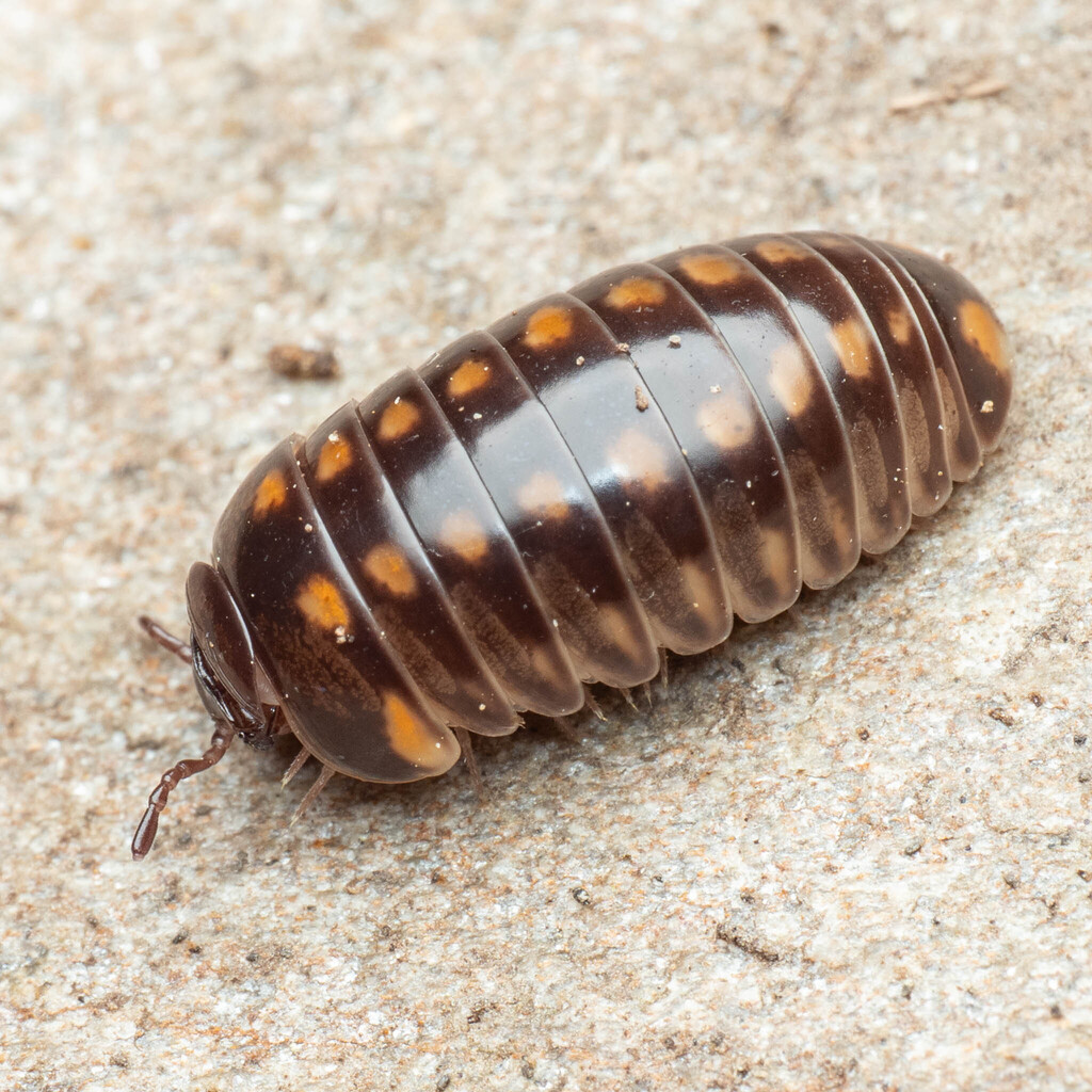 Glomeris occidentalis