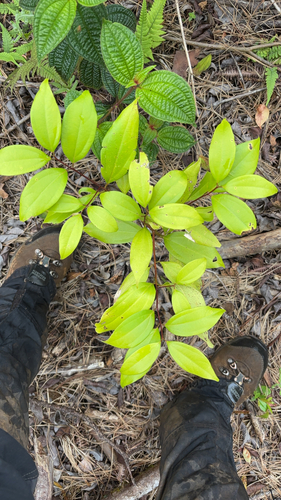 Cinnamomum burmanni observed 2026-06-25