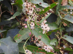 Muehlenbeckia sagittifolia