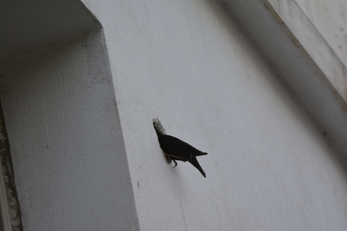 Spotless Starling