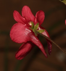Diascia capsularis