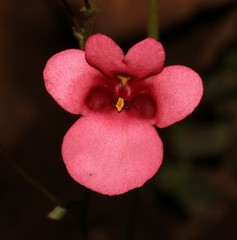 Diascia capsularis