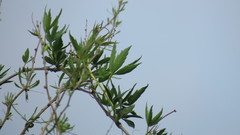 Cissus palmata