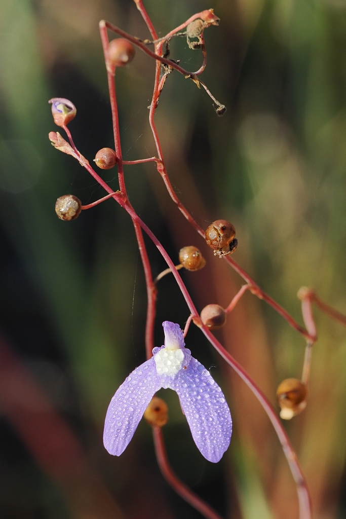 Utricularia leptoplectra