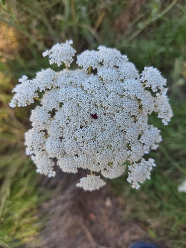 wild carrot
