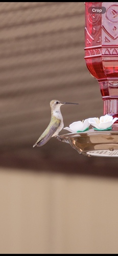 Black-chinned Hummingbird