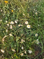 Bellis perennis