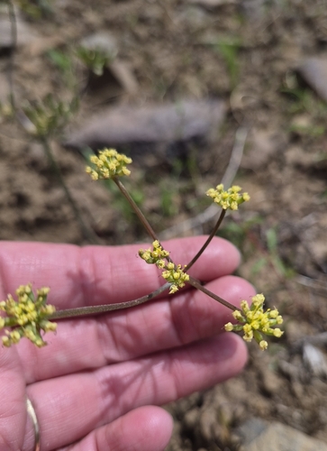 Lomatium triternatum observed 2026-06-28