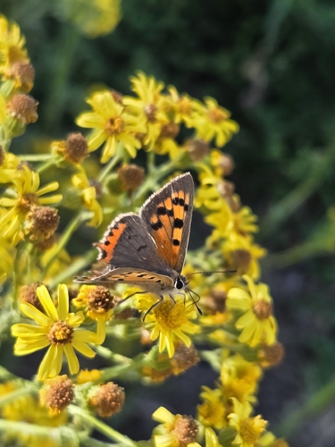 Small Copper