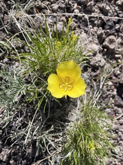 Calochortus aureus, photograph (c) Martin Purdy, some rights reserved (CC BY)