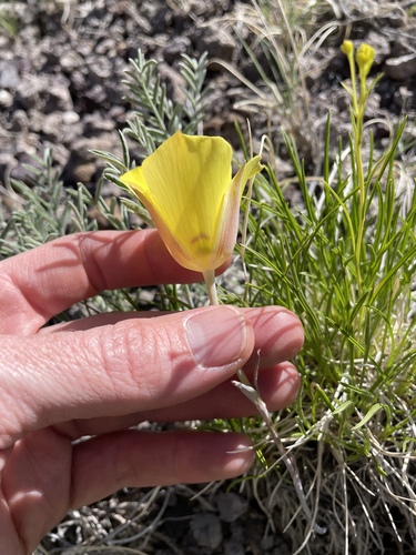 Calochortus aureus, photograph 3